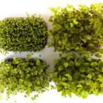 Micrortaggi Mix