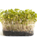 Micrortaggi di Cima di Rapa