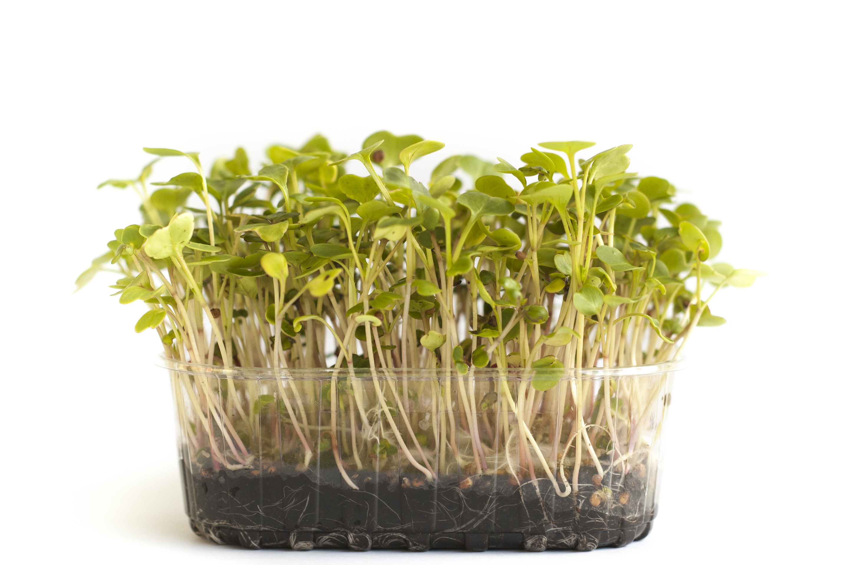 Micrortaggi di Cima di Rapa