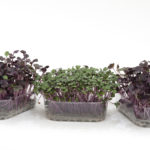 Micrortaggi mix