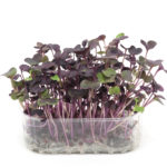 Micrortaggi ravanello